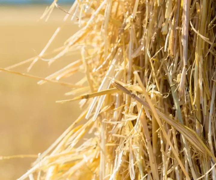 Jak zrobić pellet ze słomy: 7 kroków do domowej produkcji